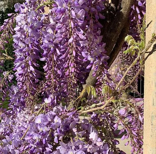 Ca' Bert Dei Glicini Alojamento de Acomodação e Pequeno-almoço 4*